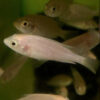 Leucistic Flameback Haplochromis ***SALE***