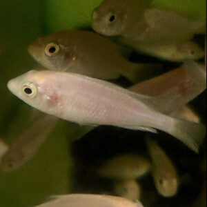 Leucistic Flameback Haplochromis ***SALE***