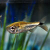 Dorado Red (Brycon Moorei Sunuesi) Extra Large