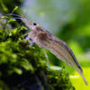 Amano Shrinp