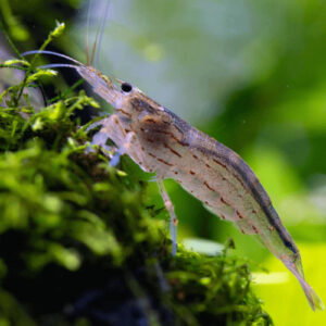 Amano Shrinp