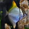 Monodactylus Argentus 5/6cm