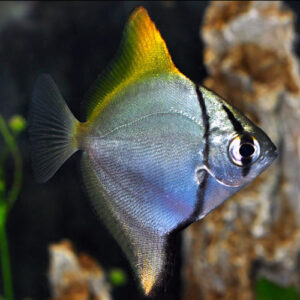 Monodactylus Argentus 5/6cm