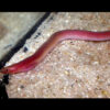 Pink Spaghetti Eel