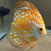 Yellow Panda Discus 7cm ***HIGH GRADE***