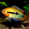 Rainbow Cichlid 6-7cm