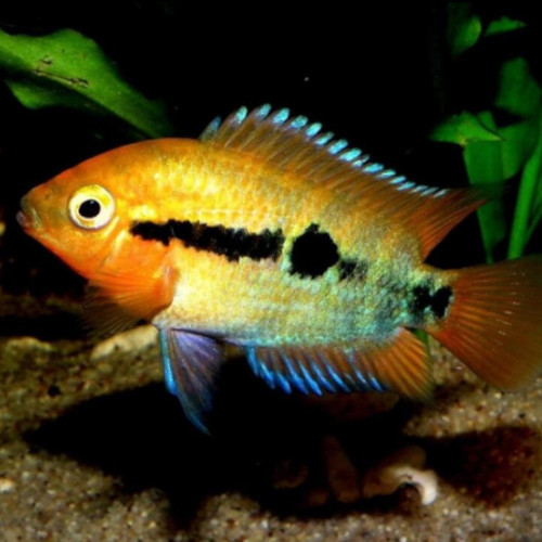 Rainbow Cichlid 6-7cm