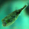 Fahaka Pufferfish 