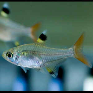 X-ray Tetra