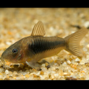 Aeneus Cory 4-5cm