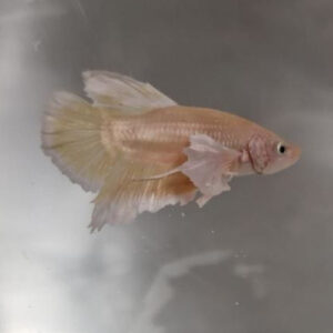 Dumbo Gold Plakat