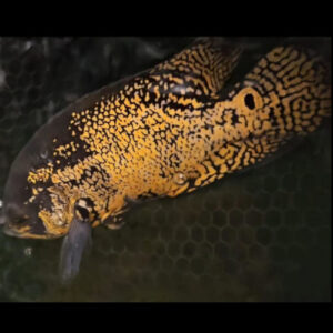 Black/Yellow Grade A Oscar 5-6" ***SPECIAL***