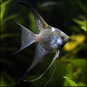 Leopard Angelfish 5-6cm