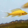 'Yellow' Daffodil Cichlid