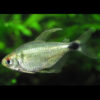 Kitty Tetra