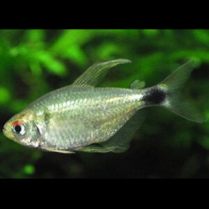 Kitty Tetra
