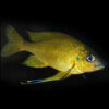 Gold Nasuta 5-6CM
