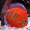 San Merah Discus 7cm (Juvenile not in full colour) ***HIGH GRADE***