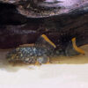  Spotted Orange Seam Pleco 2.5-3cm L106  ***NEW***