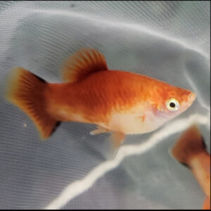 Red and White Coral Platy 3.5-4cm