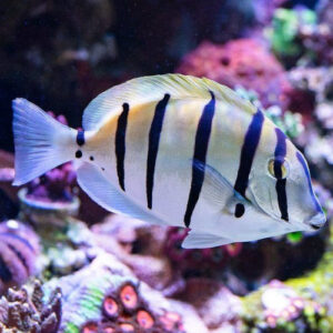 Convict Tang