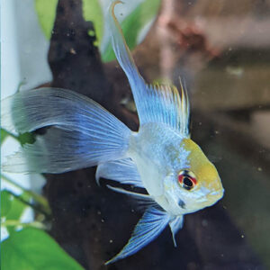Longfin Electric Blue Balloon Ram ***STUNNING***