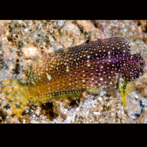 Jewel Algae Blenny