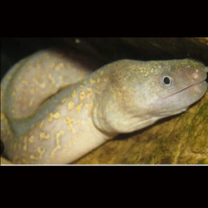 Freshwater Gold Dust Moray Eel 35-40cm