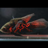 Red Tiger Oscar Longfin 4"