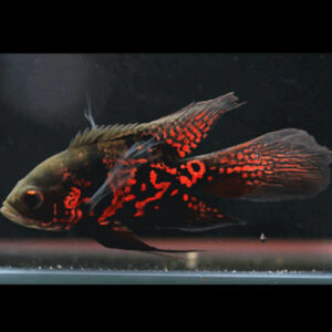 Red Tiger Oscar Longfin 4"