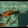 Red Spotted Swordtail