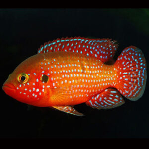 Blood Red Jewel Cichlid 5-6cm