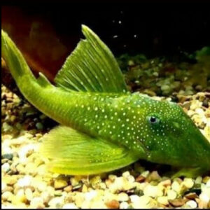 Green Phantom Pleco L200 6-8cm 