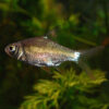 Tinfoil Barb