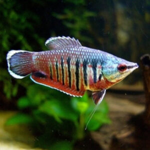 Sphaerichthys Vailanti ***NEW***