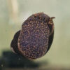 Papau Orange Spotted Snail