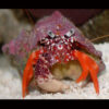  White Claw Hermit Crab
