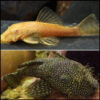 2x Albino Bristlenose and 2x Bristlenose Pack 4-5cm