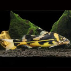 Marble Lancer 7-8cm
