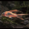 Longfin Red Cory 