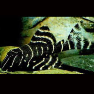 Flash Pleco L204 ***NEW***