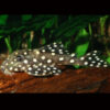 Snowball Big Spot Pleco L142