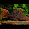 Leopard Cactus Pleco L114 6-8cm