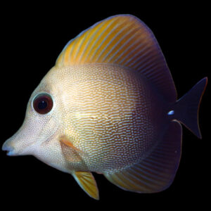 Brown Sailfin Tang