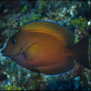 Blue Lipped Tang