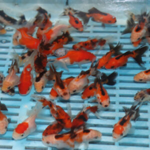 Alternative view of 10 x Assorted Oranda Pack 5-6cm(Tri-Panda-R/B-R/W-Calico-Black-Red Cap)
