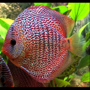 Snakeskin Leopard Discus 7cm***HIGH GRADE***