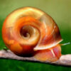 Red Ramshorn Snail