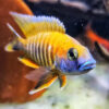 Yellow Freiburg Peacock 9/11cm