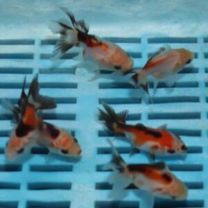 Alternative view of Tri Colour Oranda 5-6cm